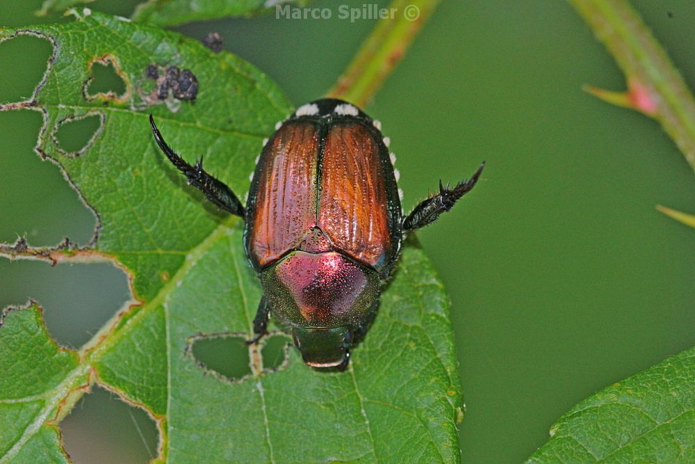 Rutelidae:  Popillia japonica